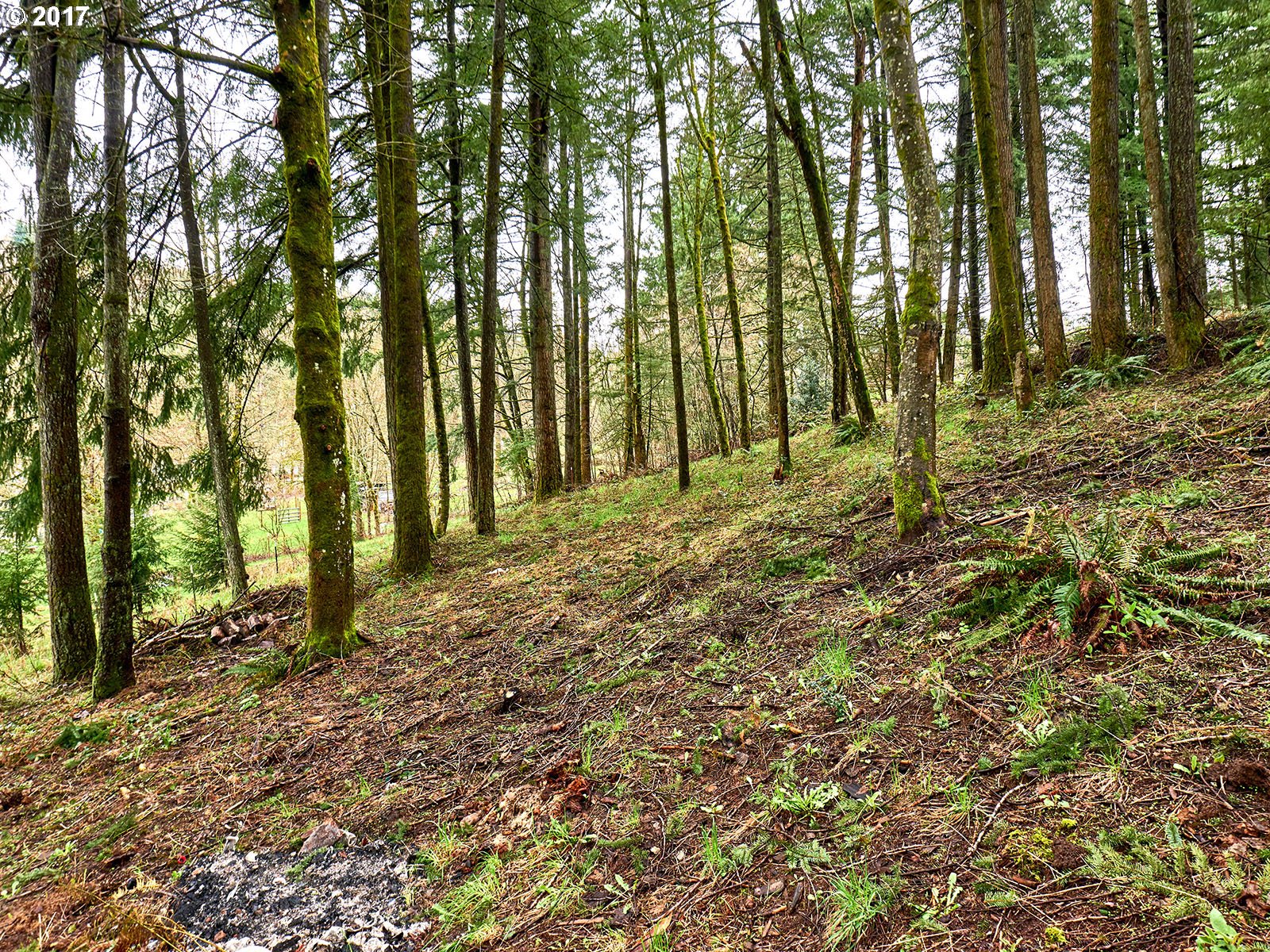 20951 Southeast Bohna Park Road Damascus, OR 97089 - Photo 23 of 26 Gallery Image 23