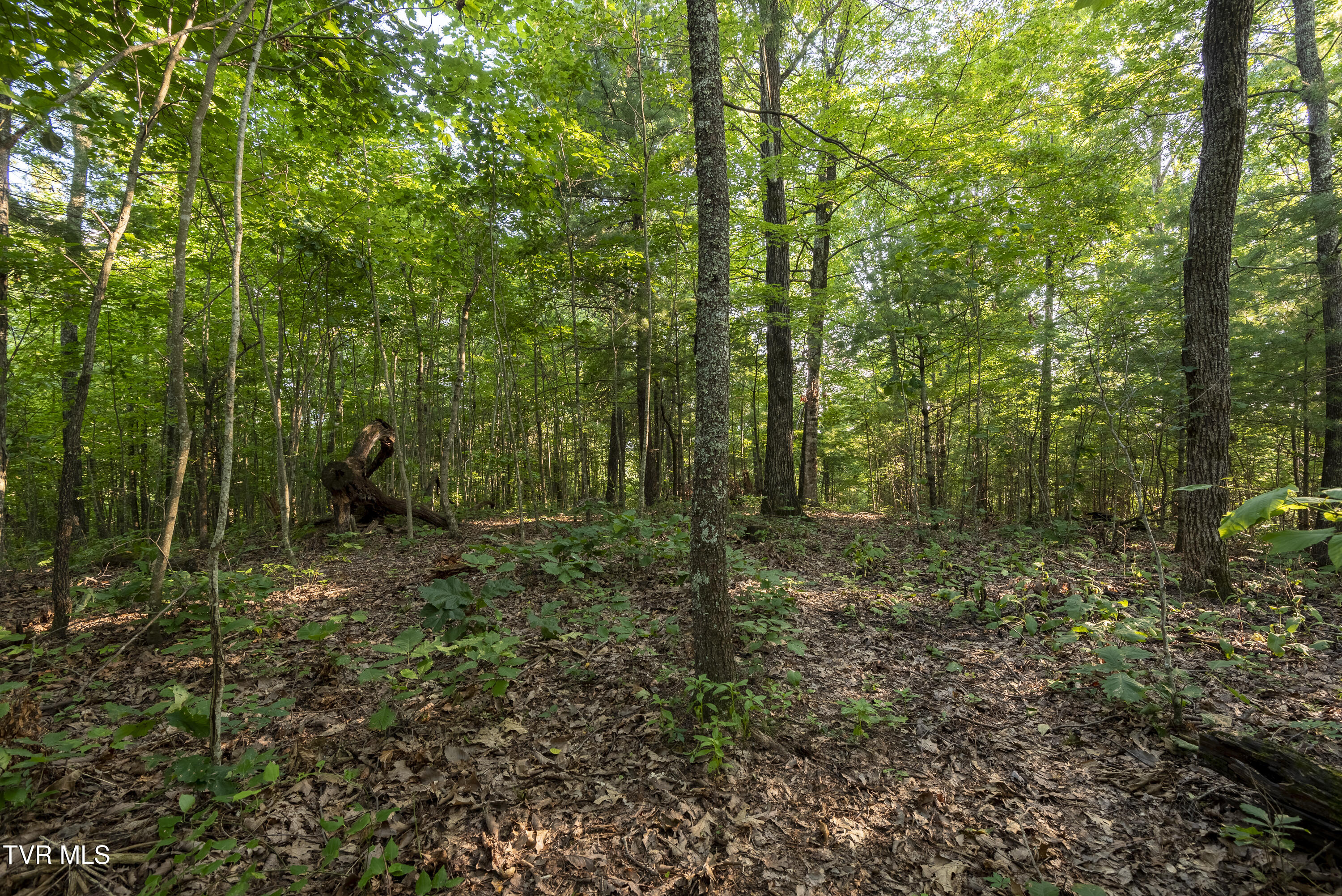 Tbd Patty Branch Road Bristol, TN 37620 - Photo 22 of 43 00 Patty-Branch-Bristol-TN-9