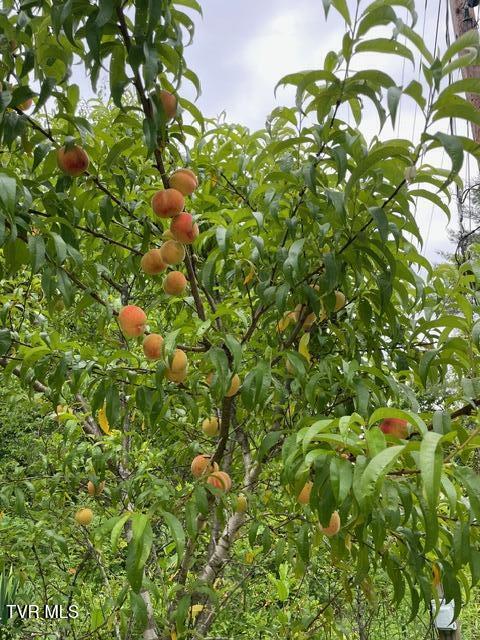 Tbd Patty Branch Road Bristol, TN 37620 - Photo 40 of 43 IMG_1790
