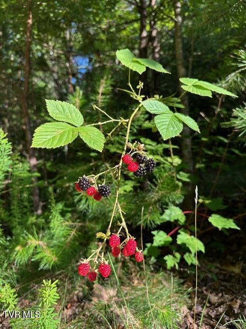 Tbd Patty Branch Road Bristol, TN 37620 - Photo 41 of 43 IMG_5086