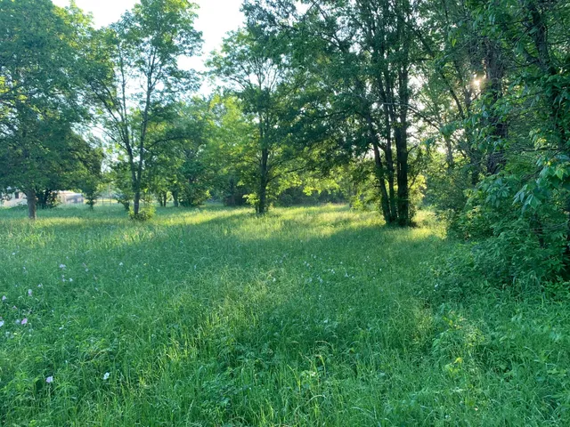 a view of a lush green space