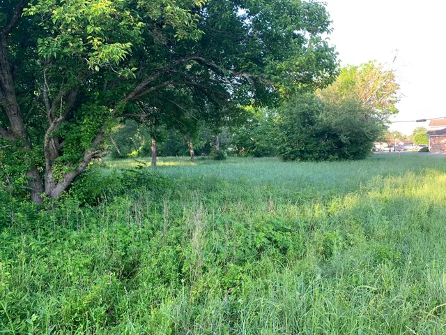 a view of a lush green space