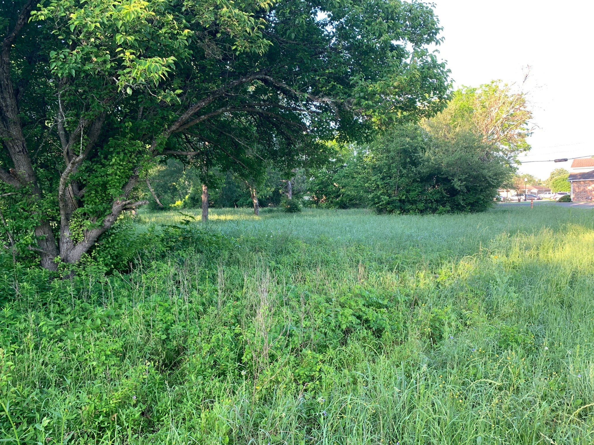 501 Fm 1227 Navasota, TX 77868 - Photo 5 of 12 a view of a lush green space