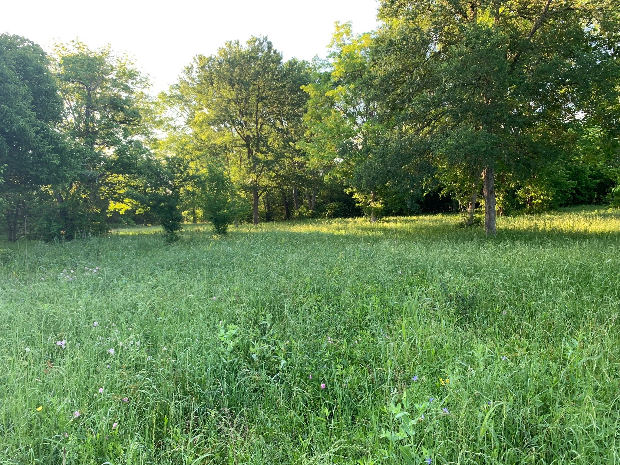 501 Fm 1227 Navasota, TX 77868 - Photo 10 of 12 a view of field with trees in the background