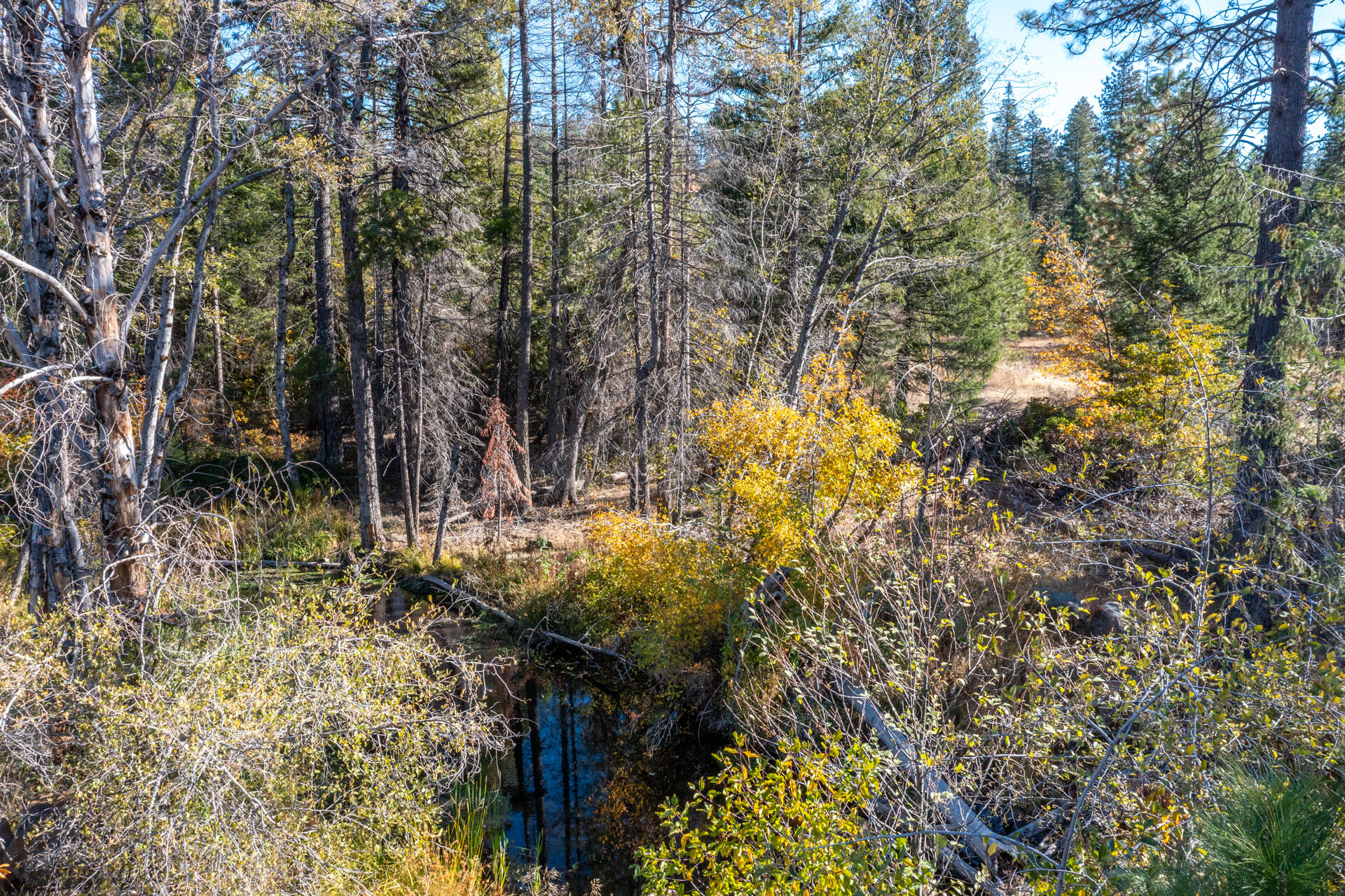 Lot 7 Velvet Rye Court Shingletown, CA 96088 - Photo 3 of 14 a view of a yard with plants and tree
