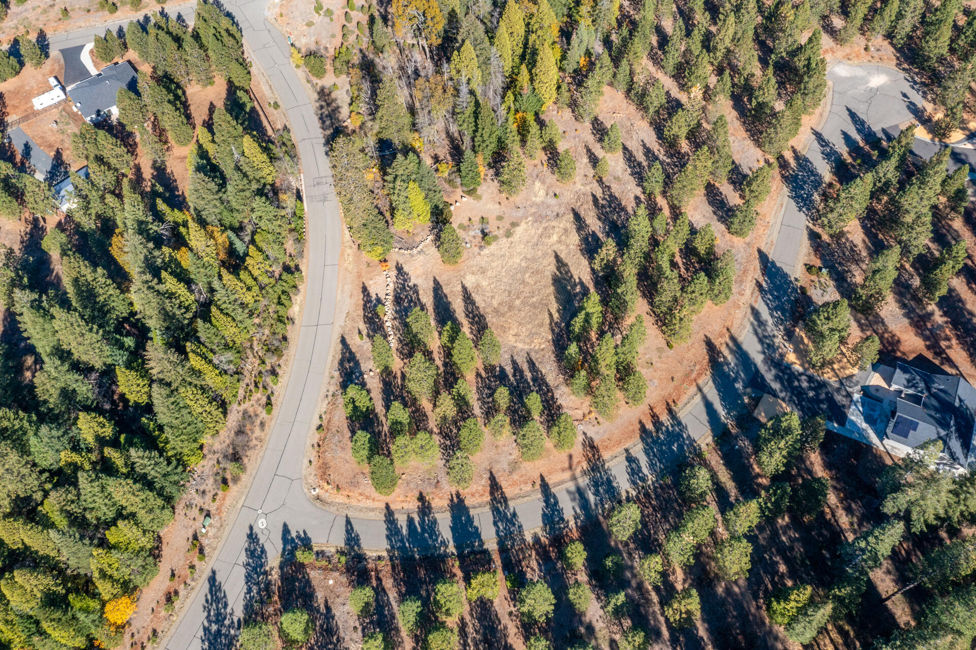 Lot 7 Velvet Rye Court Shingletown, CA 96088 - Photo 4 of 14 a view of a plant in a garden