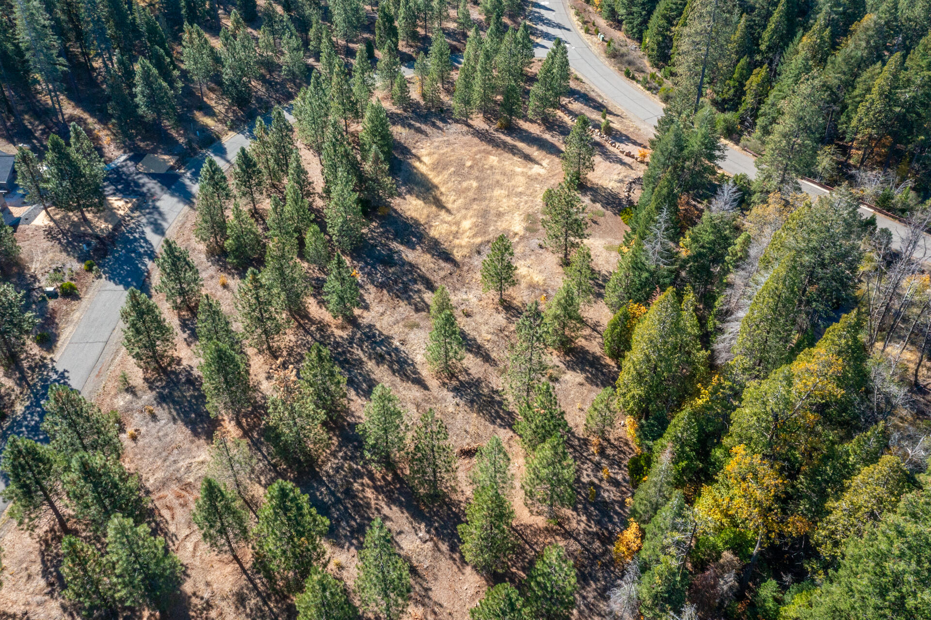Lot 7 Velvet Rye Court Shingletown, CA 96088 - Photo 6 of 14 a view of a tree in a yard