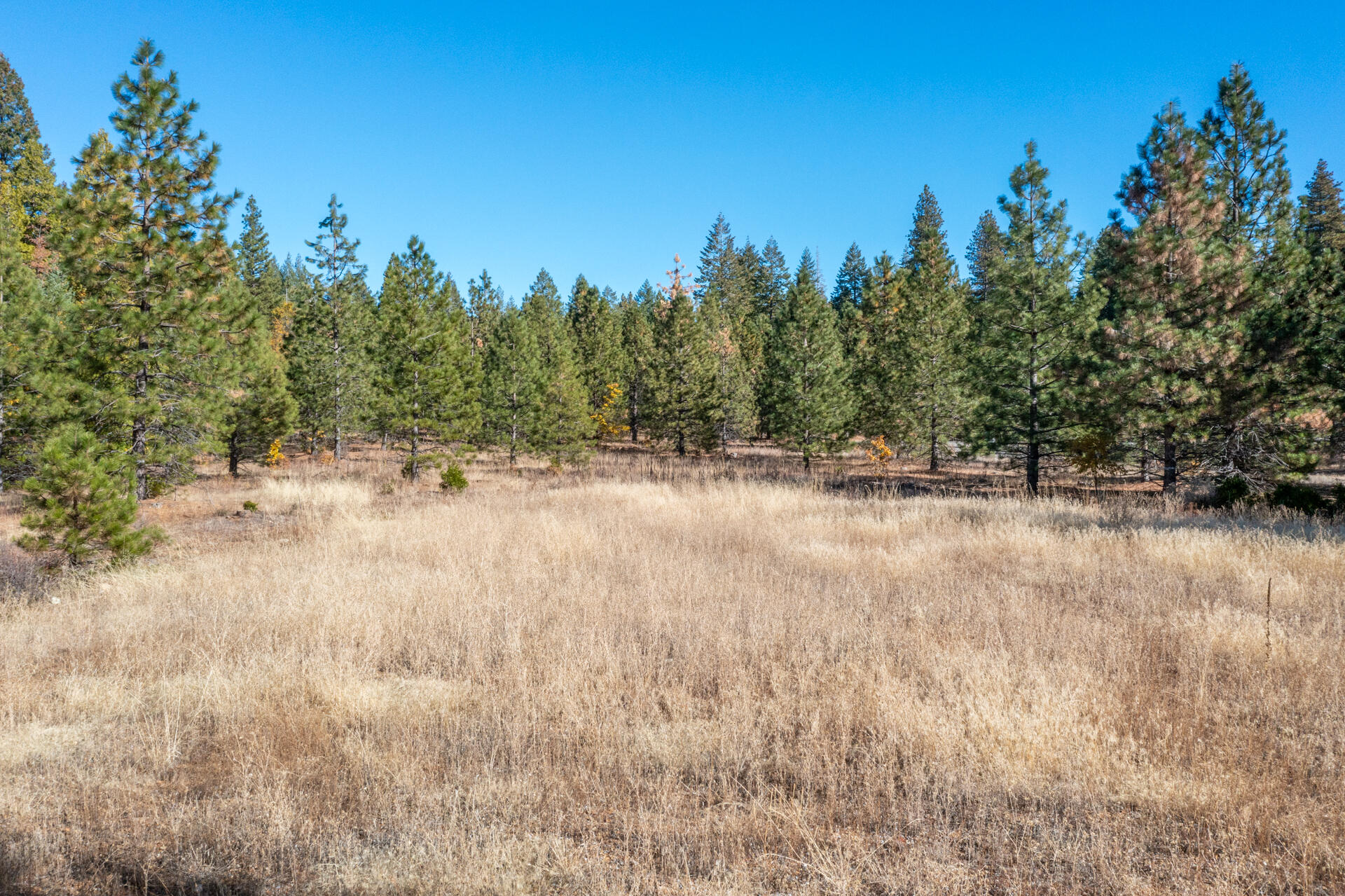 Lot 7 Velvet Rye Court Shingletown, CA 96088 - Photo 7 of 14 a view of a field with trees in the background