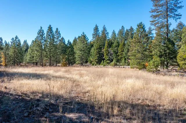 a view of a yard with a tree