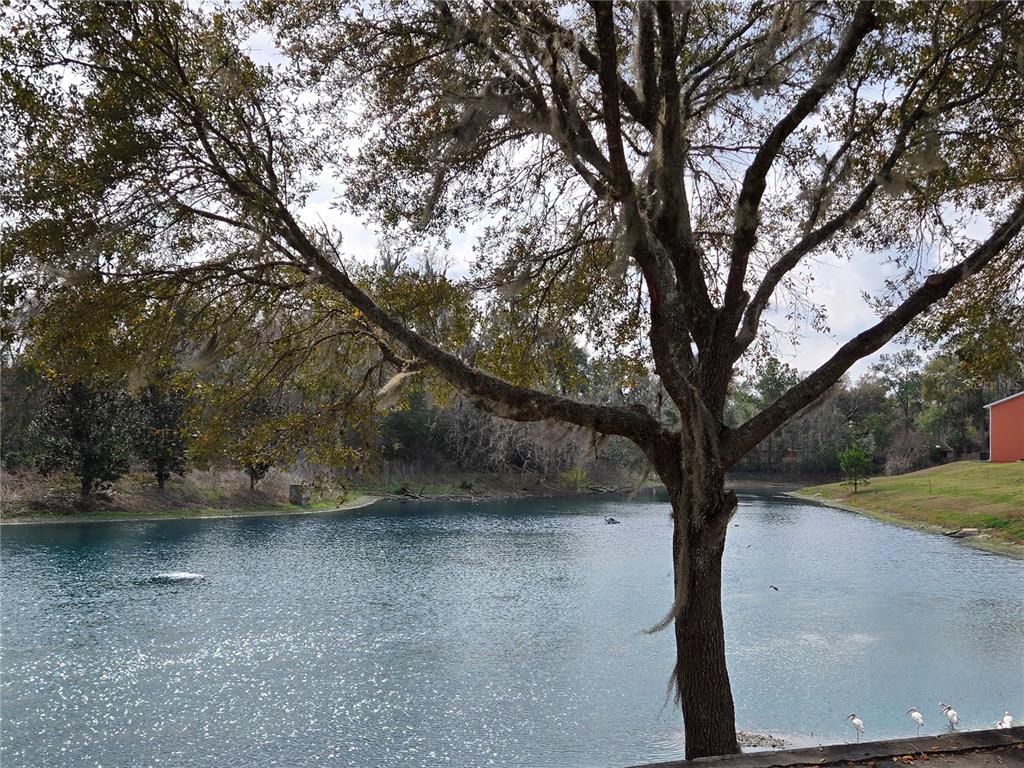 1601 Northwest 29 Road, Unit 3 Gainesville, FL 32605 - Photo 47 of 48 a view of backyard with green space