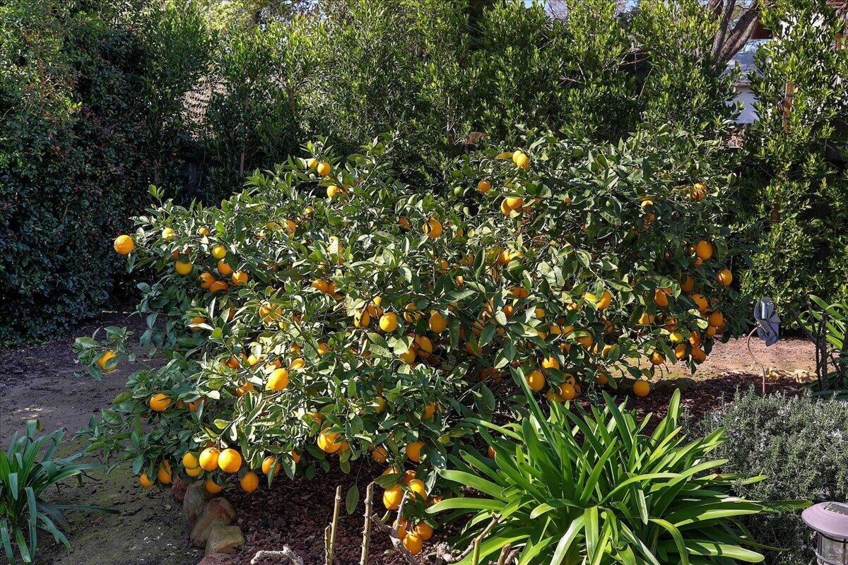 3715 Brent Street Santa Barbara, CA 93105 - Photo 10 of 39 Fruit Trees