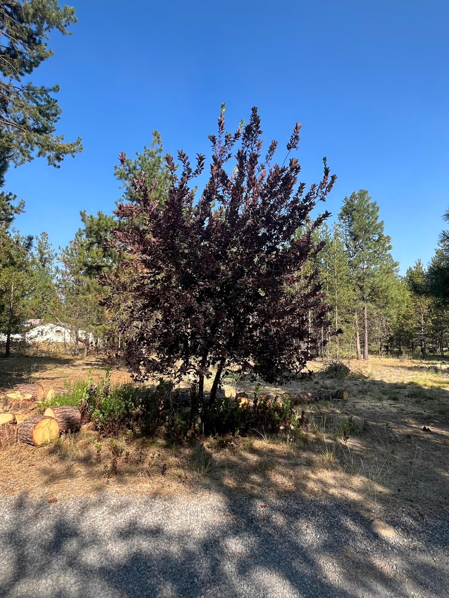 15886 Old Mill Road La Pine, OR 97739 - Photo 6 of 26 FADFE94C-F349-4C34-A726-651427422B4C