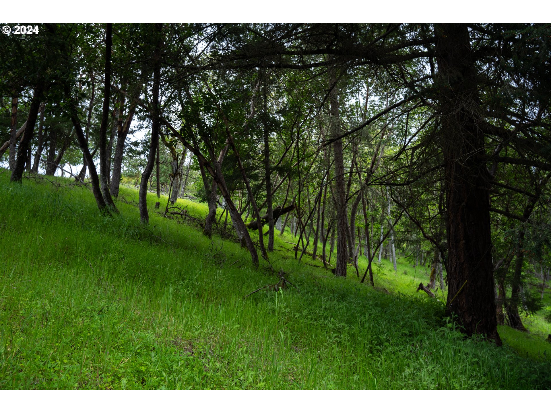 1120 Clarks Branch Road Myrtle Creek, OR 97457 - Photo 33 of 37 a grassy field with lots of trees