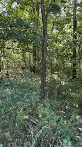 a view of a forest with trees