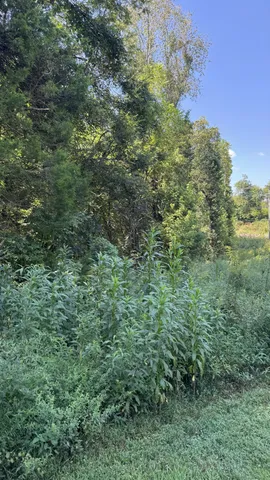 a view of a lush green forest