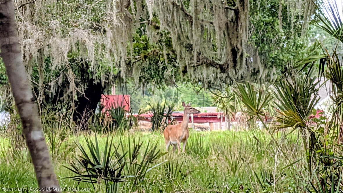 Popash Road Wauchula, FL 33873 - Photo 9 of 29 a view of a backyard with plants