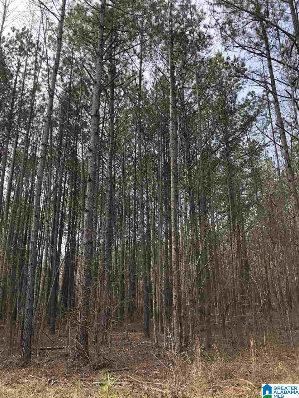835 Nubbin Creek Road Lineville, AL 36266 - Photo 18 of 49 Gallery Image 18
