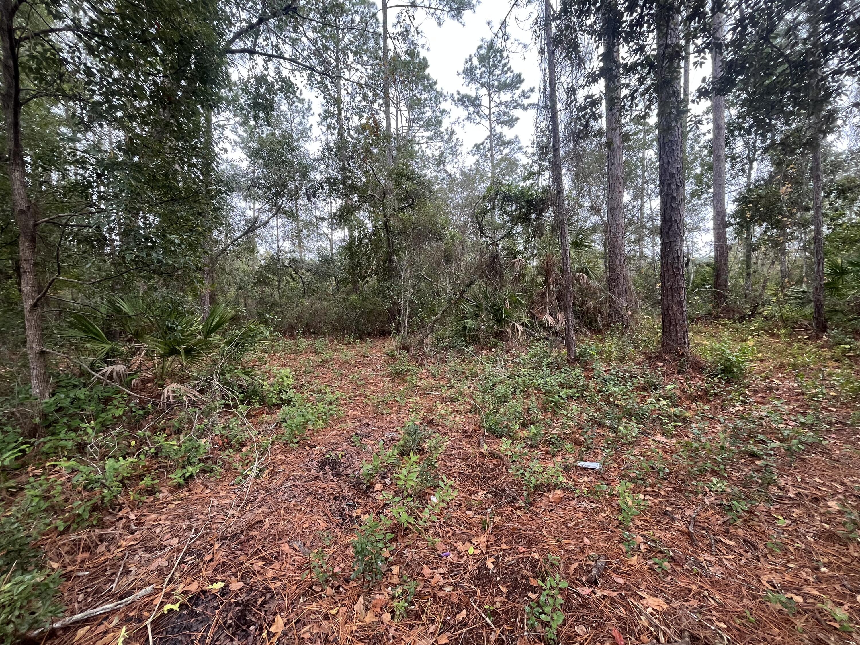 Tbd Susan Street Interlachen, FL 32148 - Photo 4 of 12 IMG_5087