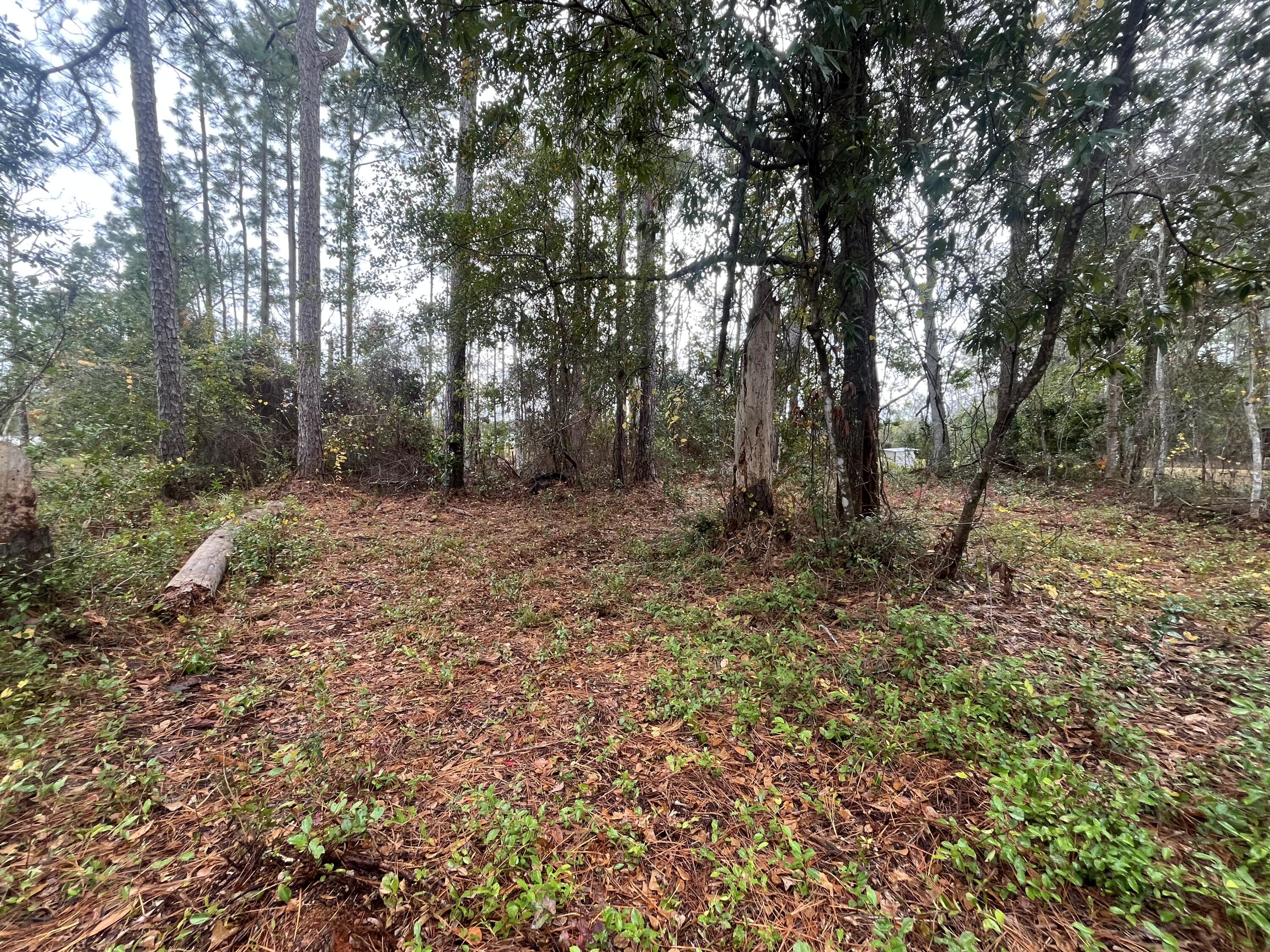 Tbd Susan Street Interlachen, FL 32148 - Photo 5 of 12 IMG_5089