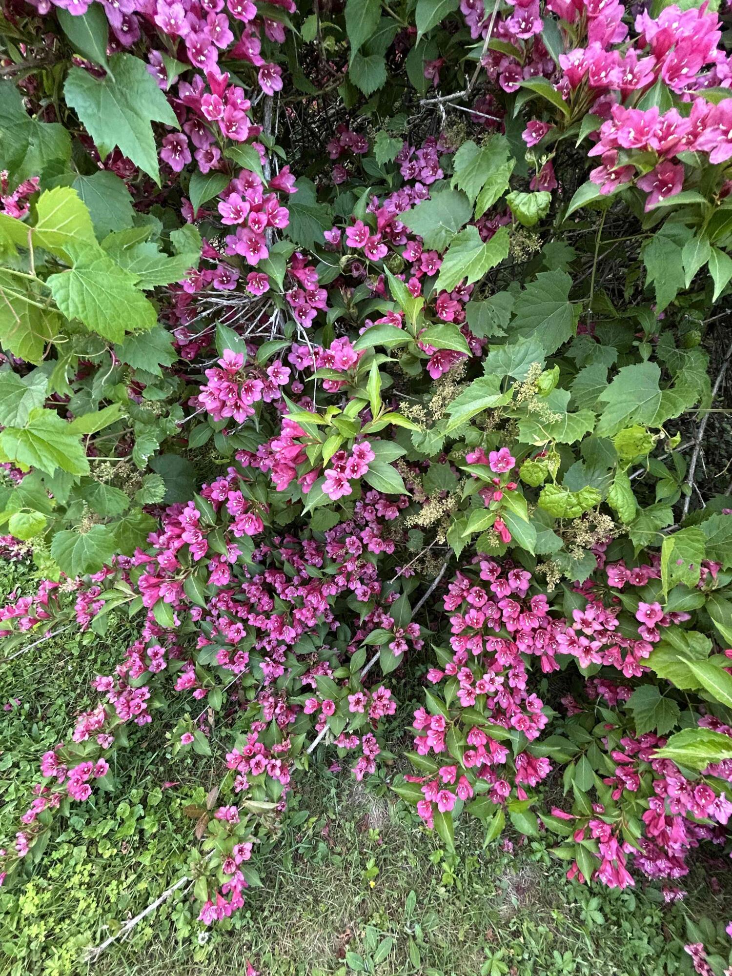 3 Franklin Street Waterville, ME 04901 - Photo 44 of 57 043_Flowers
