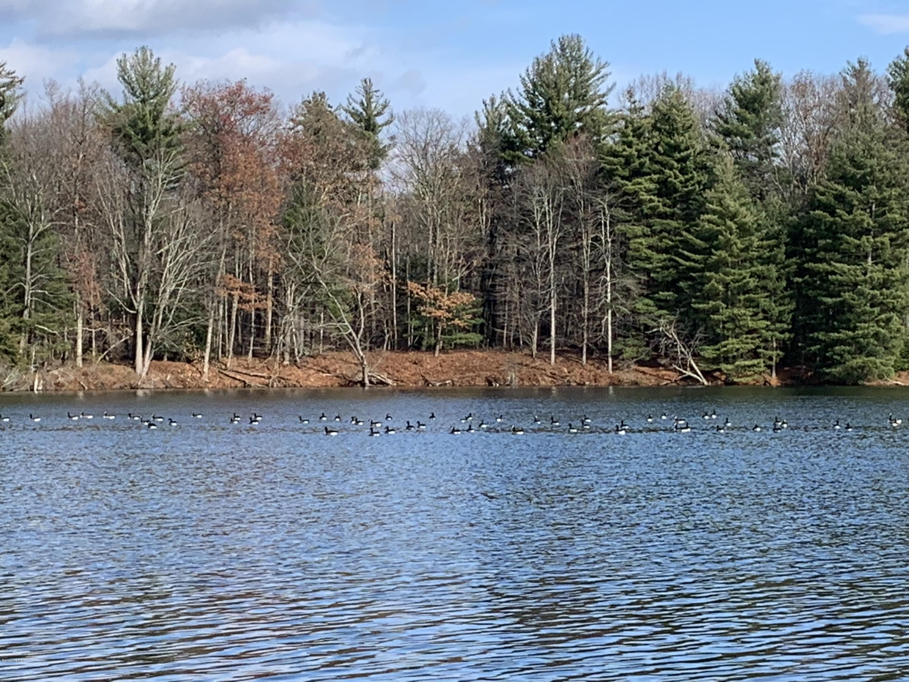290 Bow Wow Road Sheffield, MA 01257 - Photo 35 of 41 ducks on the pond