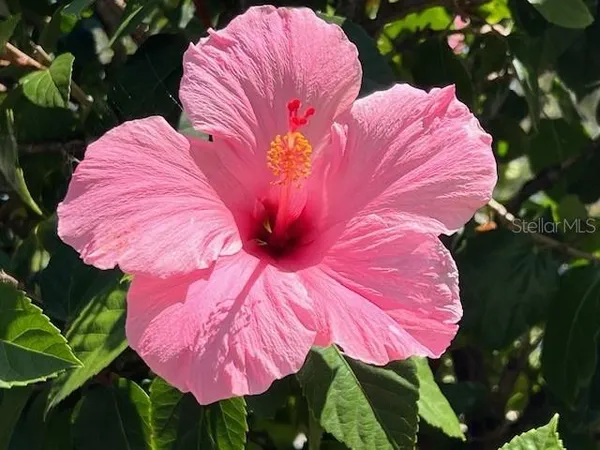 a view of a pink umbrella
