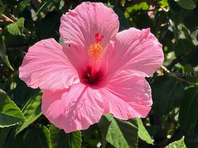 3181 Matecumbe Key Road, Unit 10 Punta Gorda, FL 33955 - Photo 9 of 52 a view of a pink umbrella