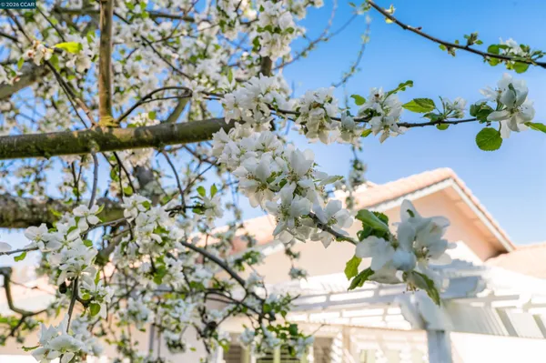 $5,850 | 313 Deepcreek Court, Danville, CA 94506