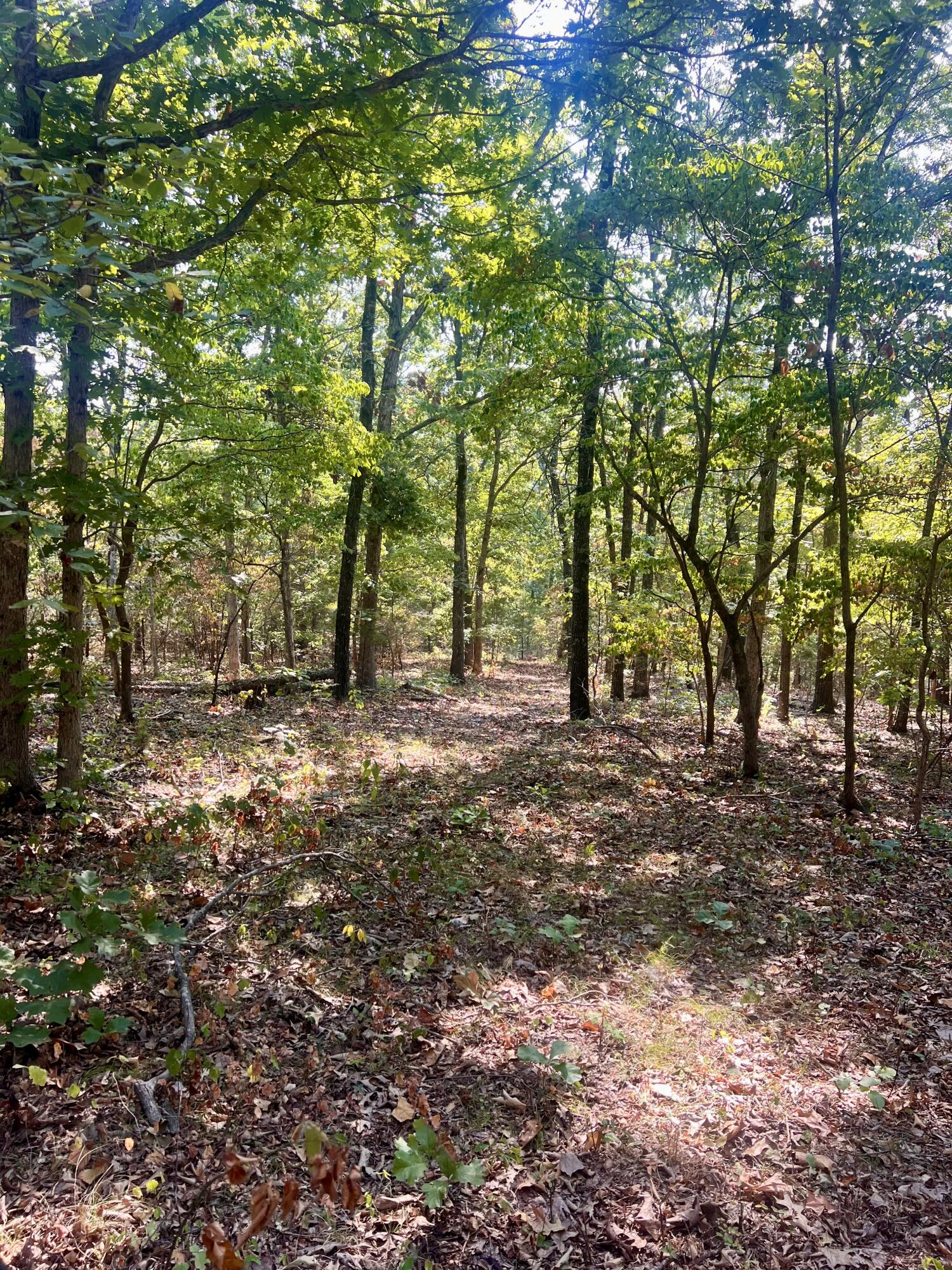 0 Moore Road Mountain Grove, MO 65711 - Photo 4 of 16 IMG_2715
