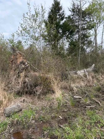 a view of a forest with lots of trees