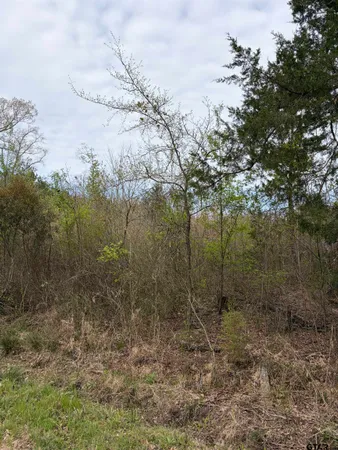 a view of a forest with trees in the background