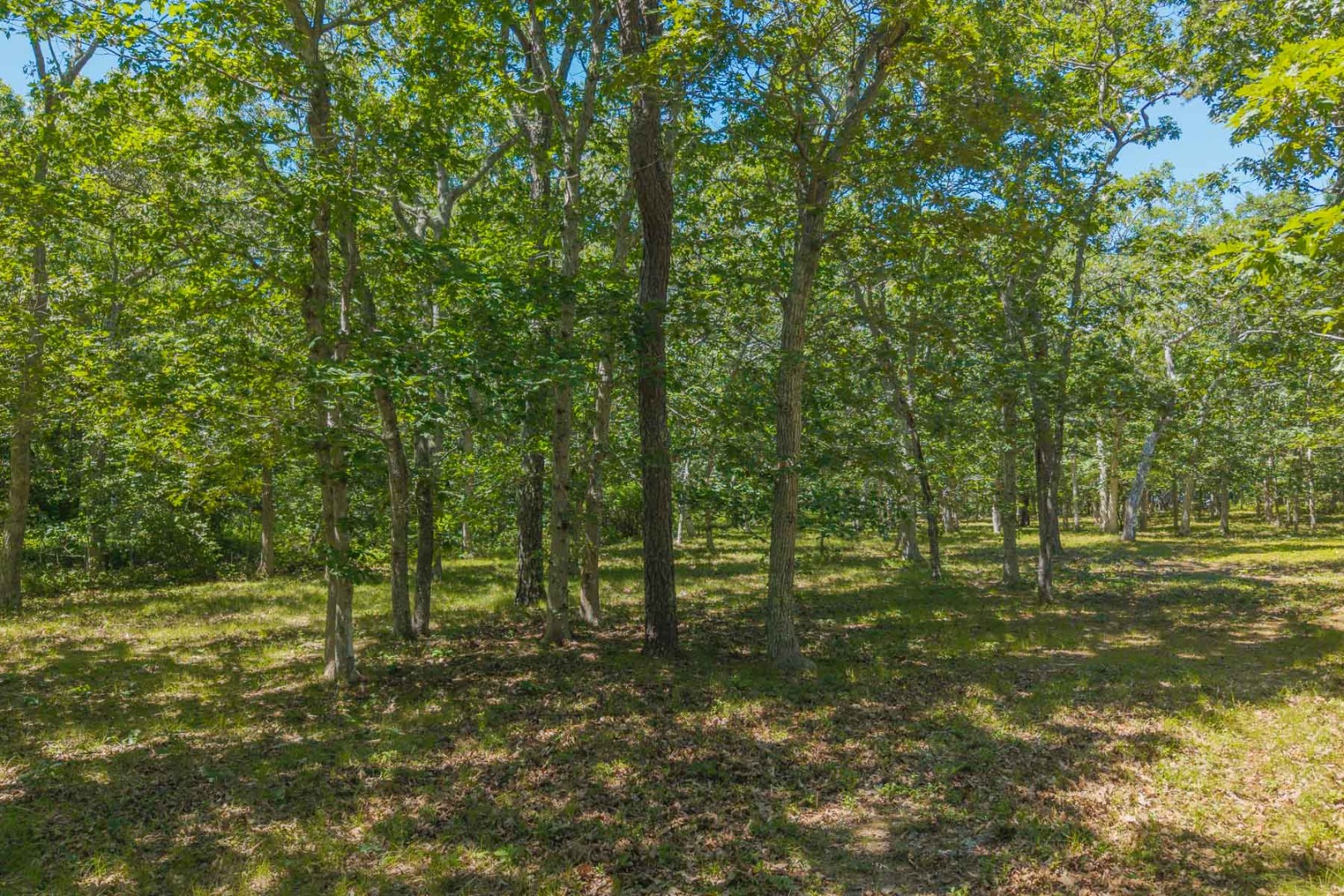 4 Wilsons Lane Edgartown, MA 02539 - Photo 11 of 17 a view of outdoor space and yard