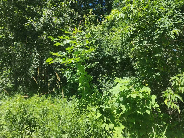 $12,500 | 0 McGee Street, Berlin, NH 03570