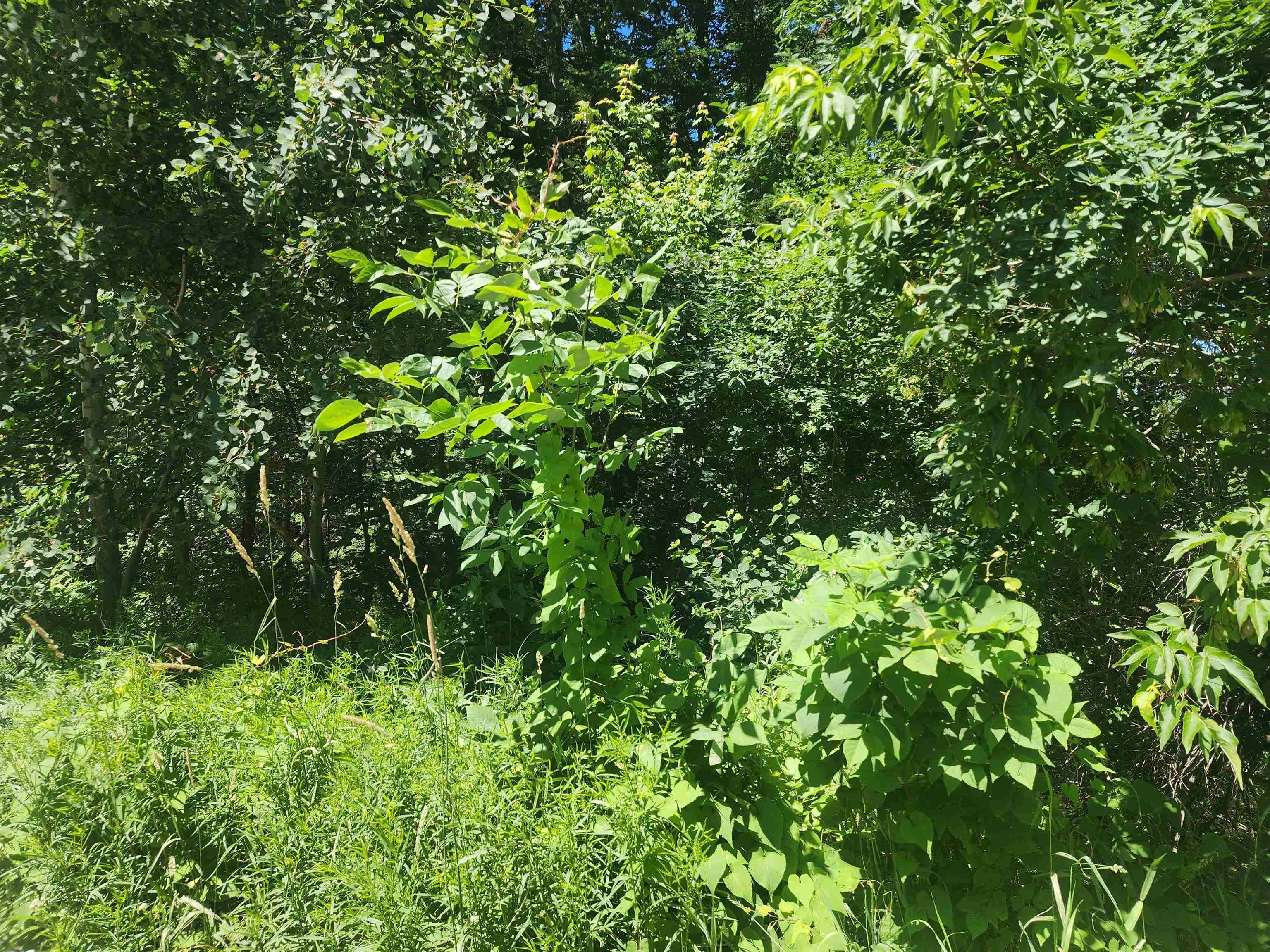 0 McGee Street Berlin, NH 03570 - Photo 2 of 5