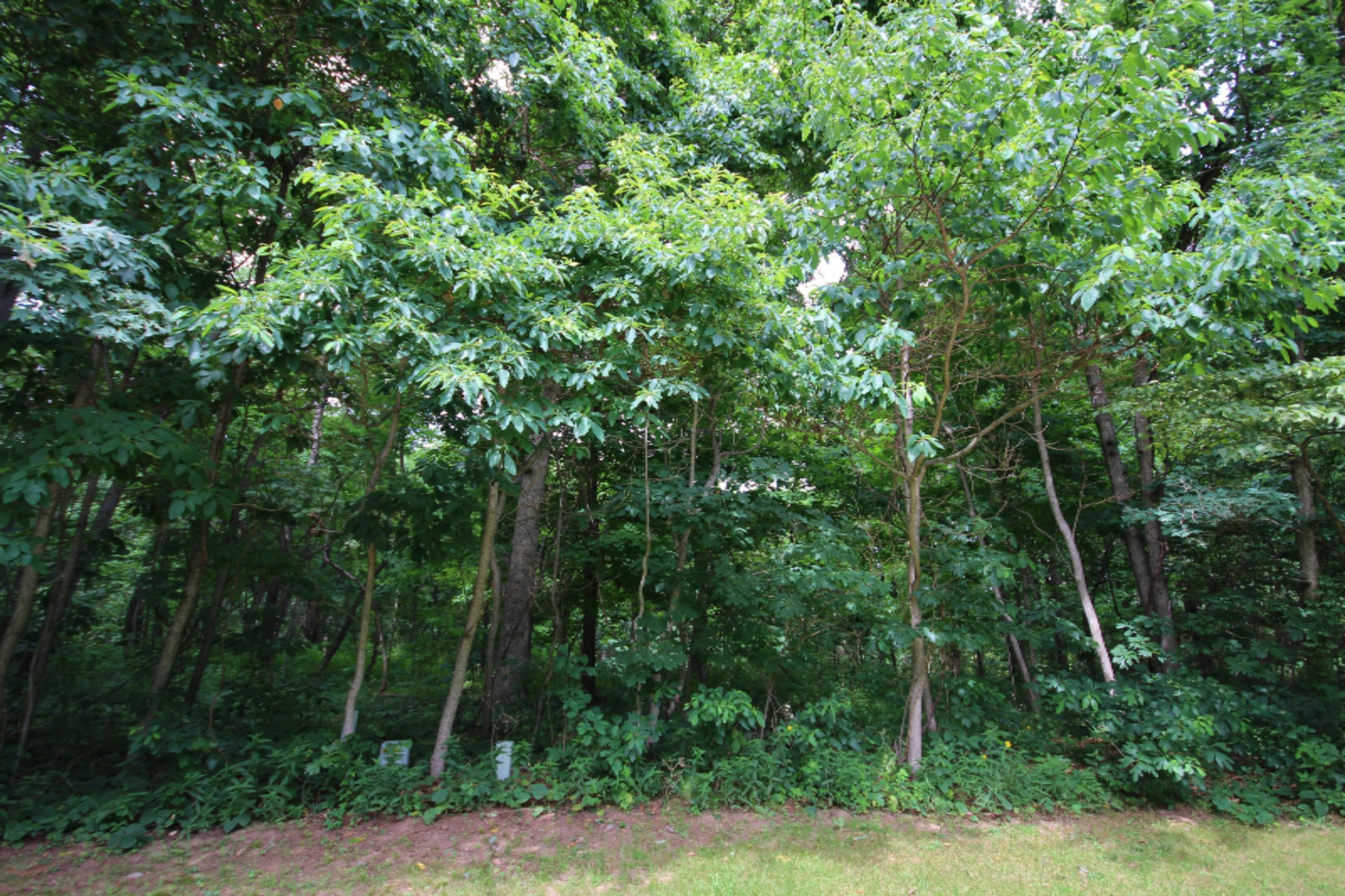 17304 Limberlost Road Three Rivers, MI 49093 - Photo 5 of 7 IMG_2997
