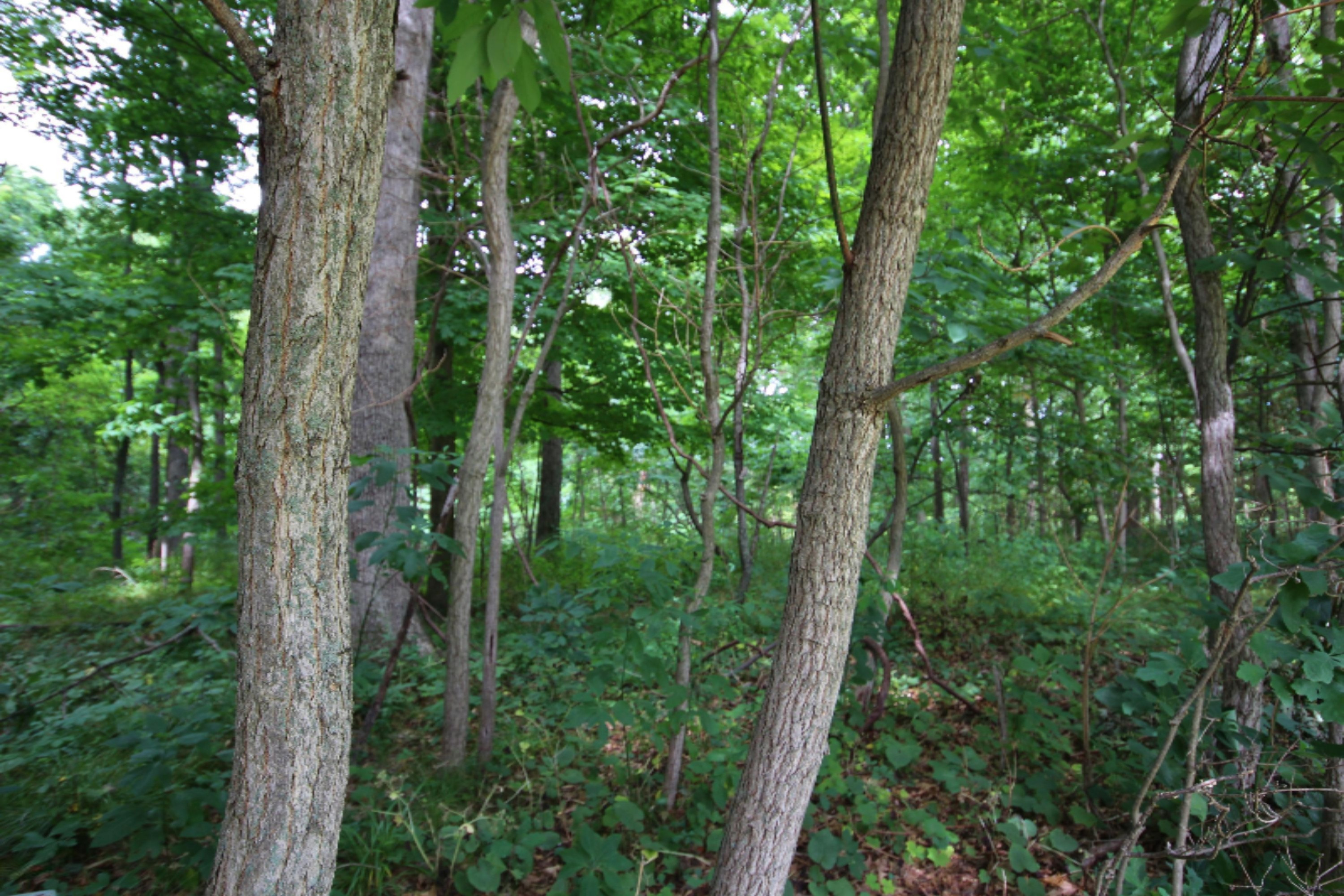 17304 Limberlost Road Three Rivers, MI 49093 - Photo 6 of 7 IMG_3000