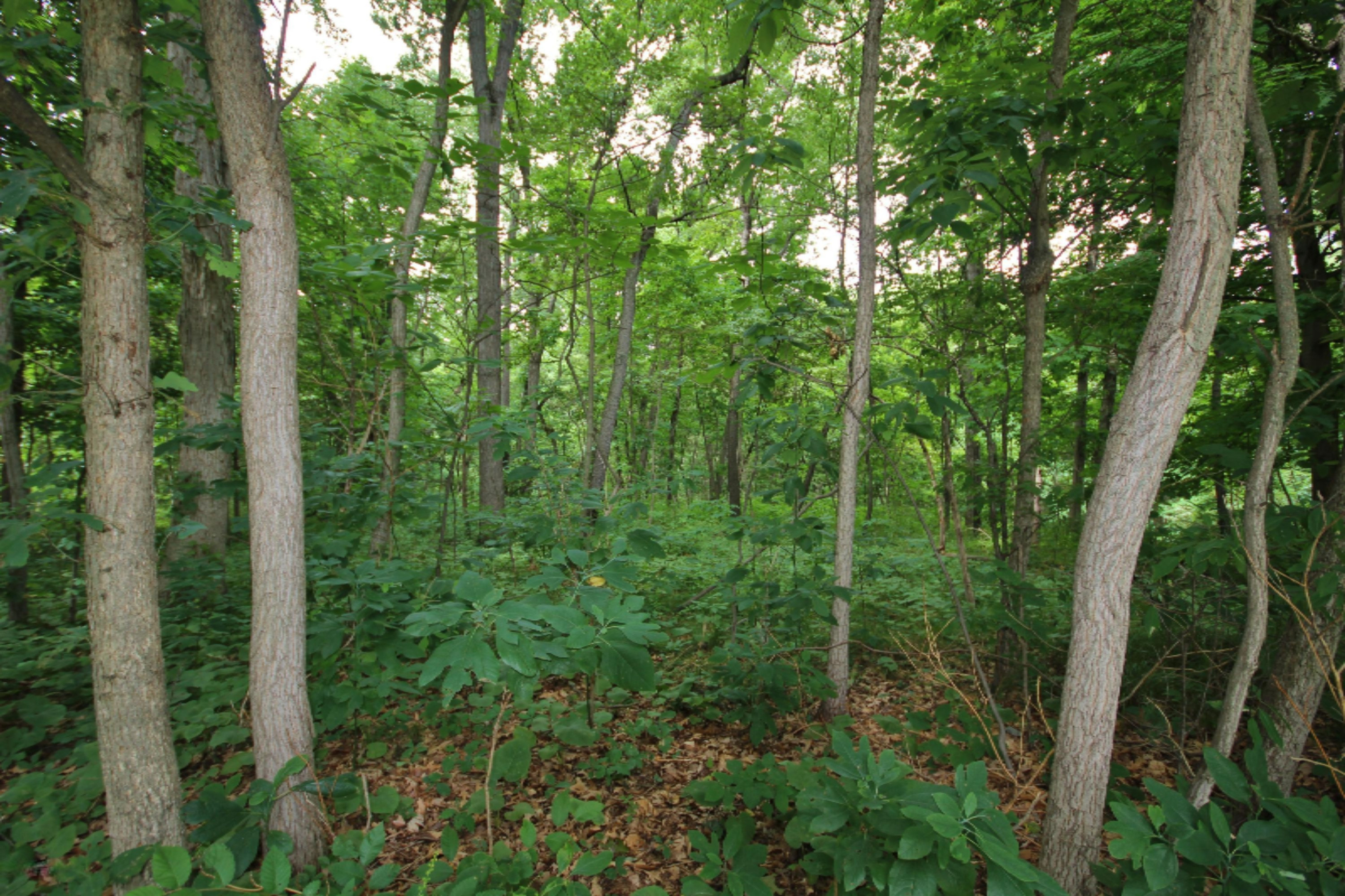 17304 Limberlost Road Three Rivers, MI 49093 - Photo 7 of 7 IMG_3001