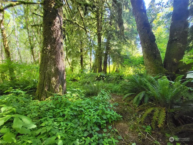 a backyard of a house with lots of trees