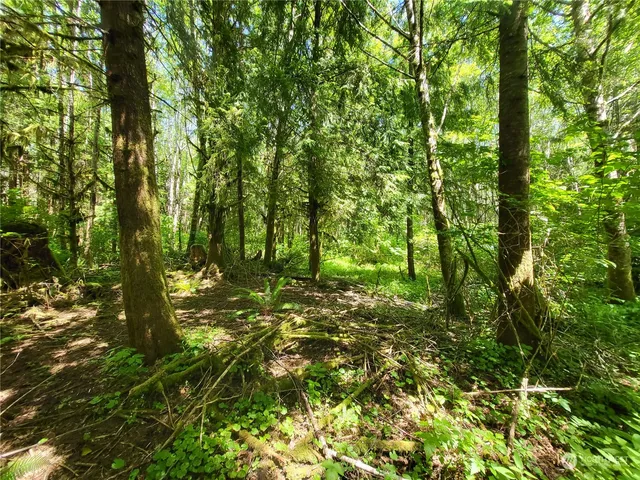 a view of a lush green forest