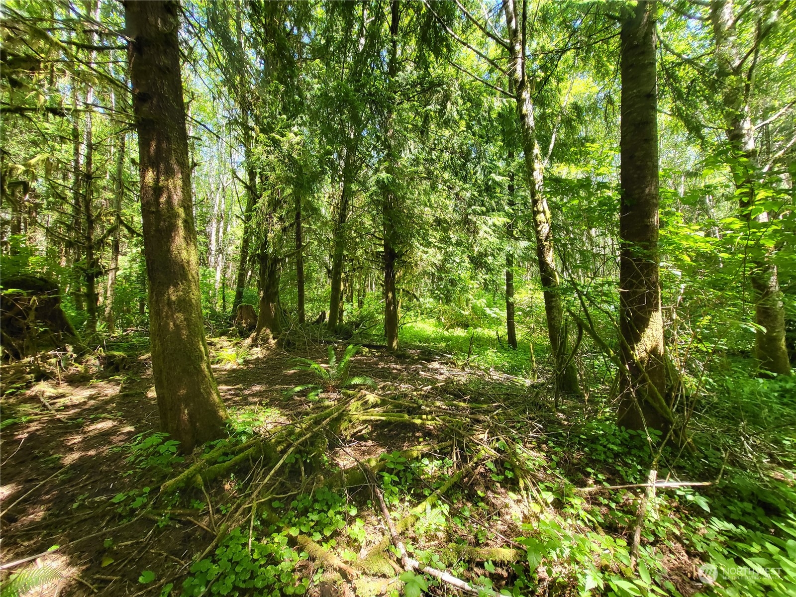 276 Sekiu River Road Sekiu, WA 98381 - Photo 12 of 18 a backyard of a house with lots of trees