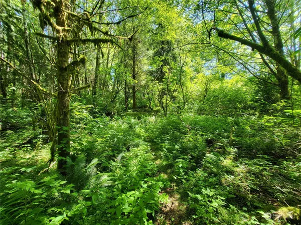 a view of a lush green forest