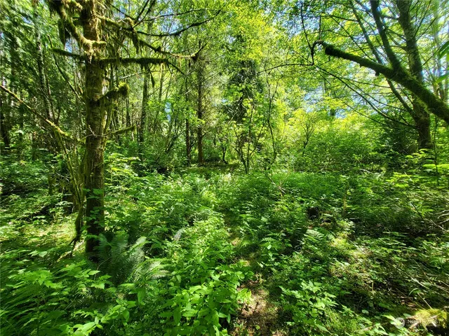 a view of a lush green forest