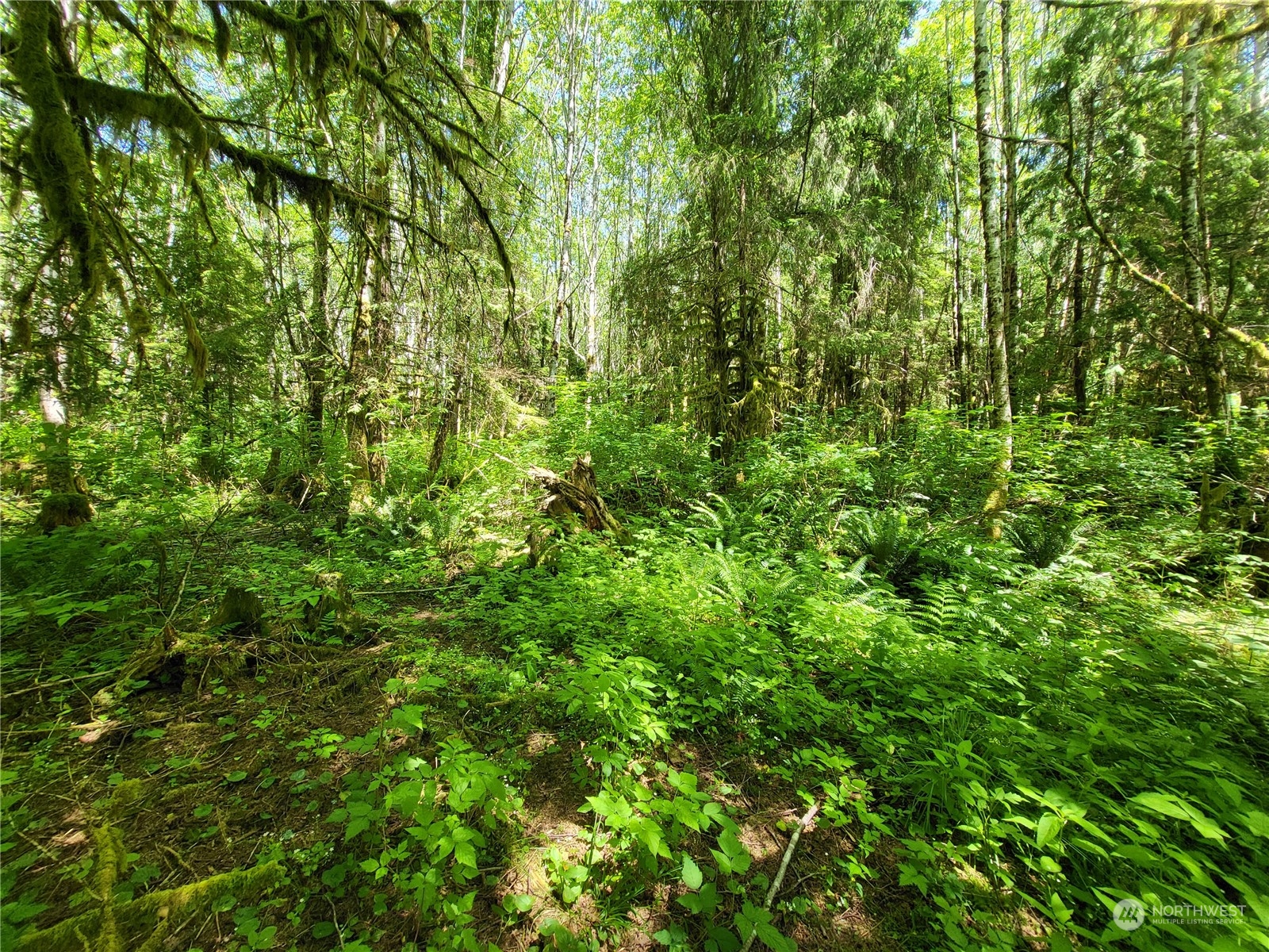 276 Sekiu River Road Sekiu, WA 98381 - Photo 14 of 18 a view of a lush green forest