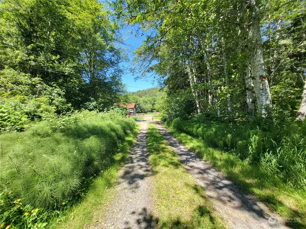 a view of a yard with large trees
