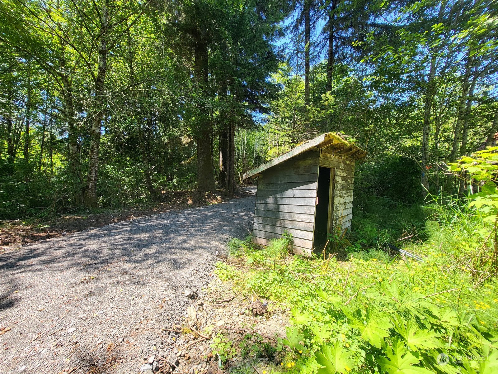 276 Sekiu River Road Sekiu, WA 98381 - Photo 6 of 18 a backyard of a house with plants and large trees