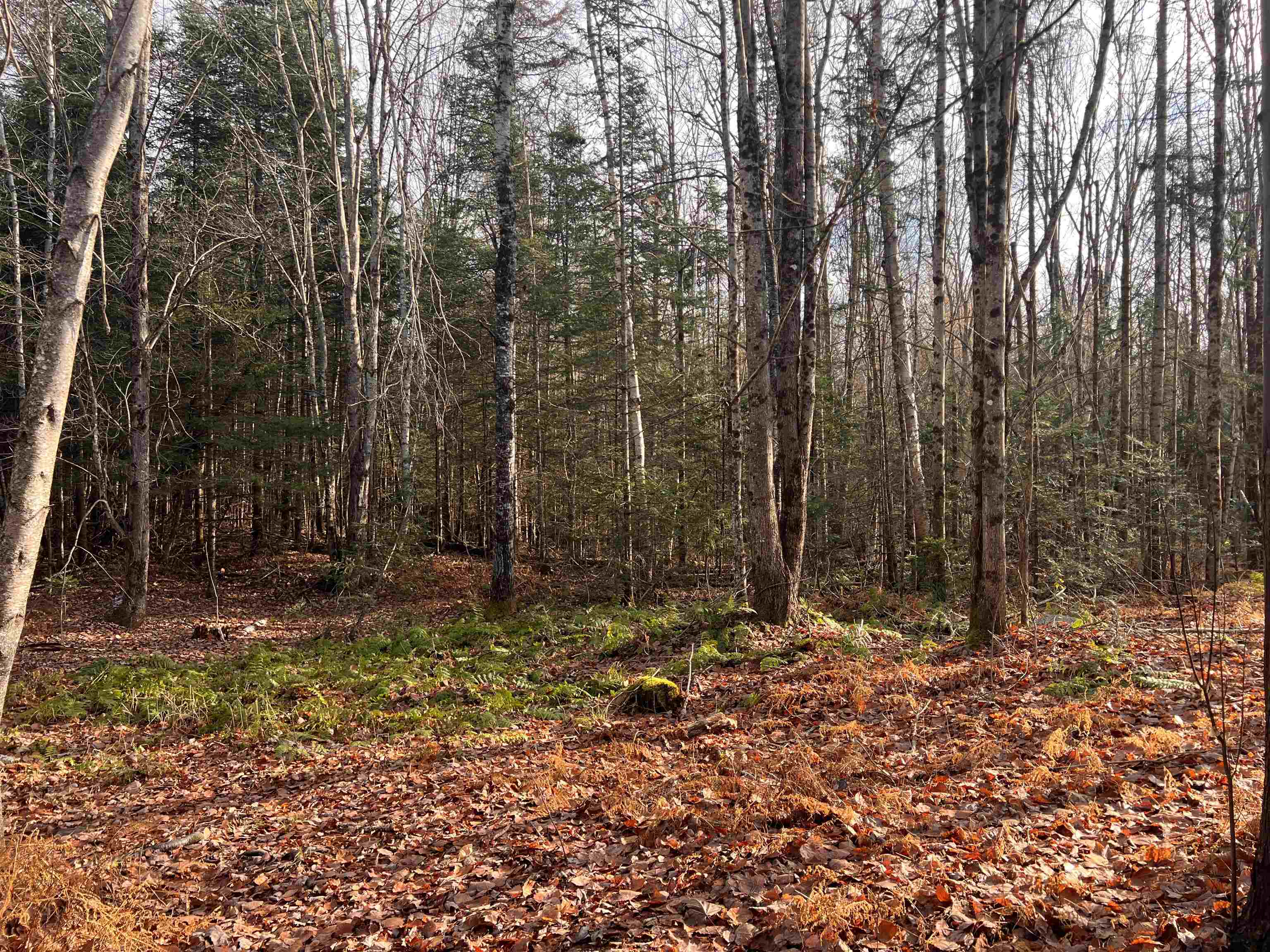 0 Sunrise Acres Drive Lunenburg, VT 05906 - Photo 3 of 15