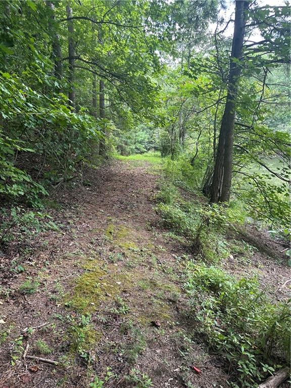 308 Old Whitestone Road East Talking Rock, GA 30175 - Photo 20 of 26 a view of a yard with plants and a large tree
