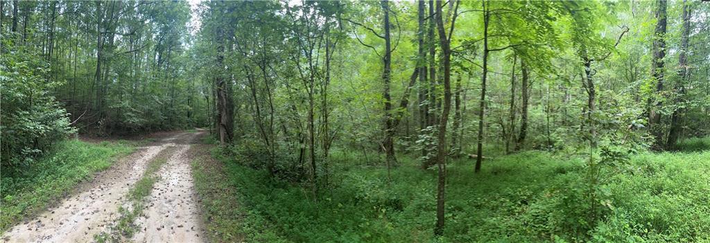 308 Old Whitestone Road East Talking Rock, GA 30175 - Photo 24 of 26 a view of a lush green forest with lots of trees