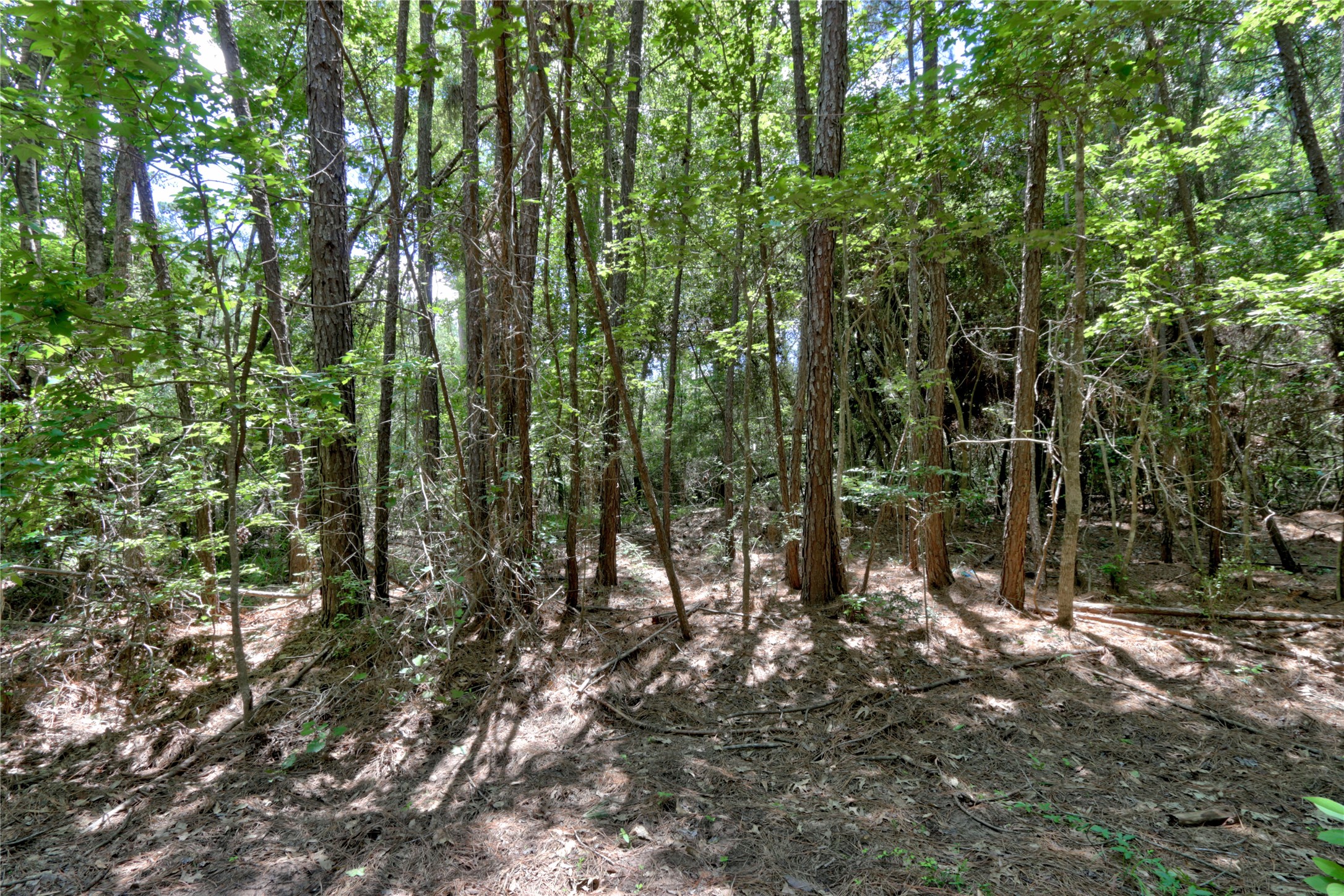 258 Heartland Road New Waverly, TX 77358 - Photo 16 of 27 Ground Shots of Lot with beautiful trees ready for your dream home