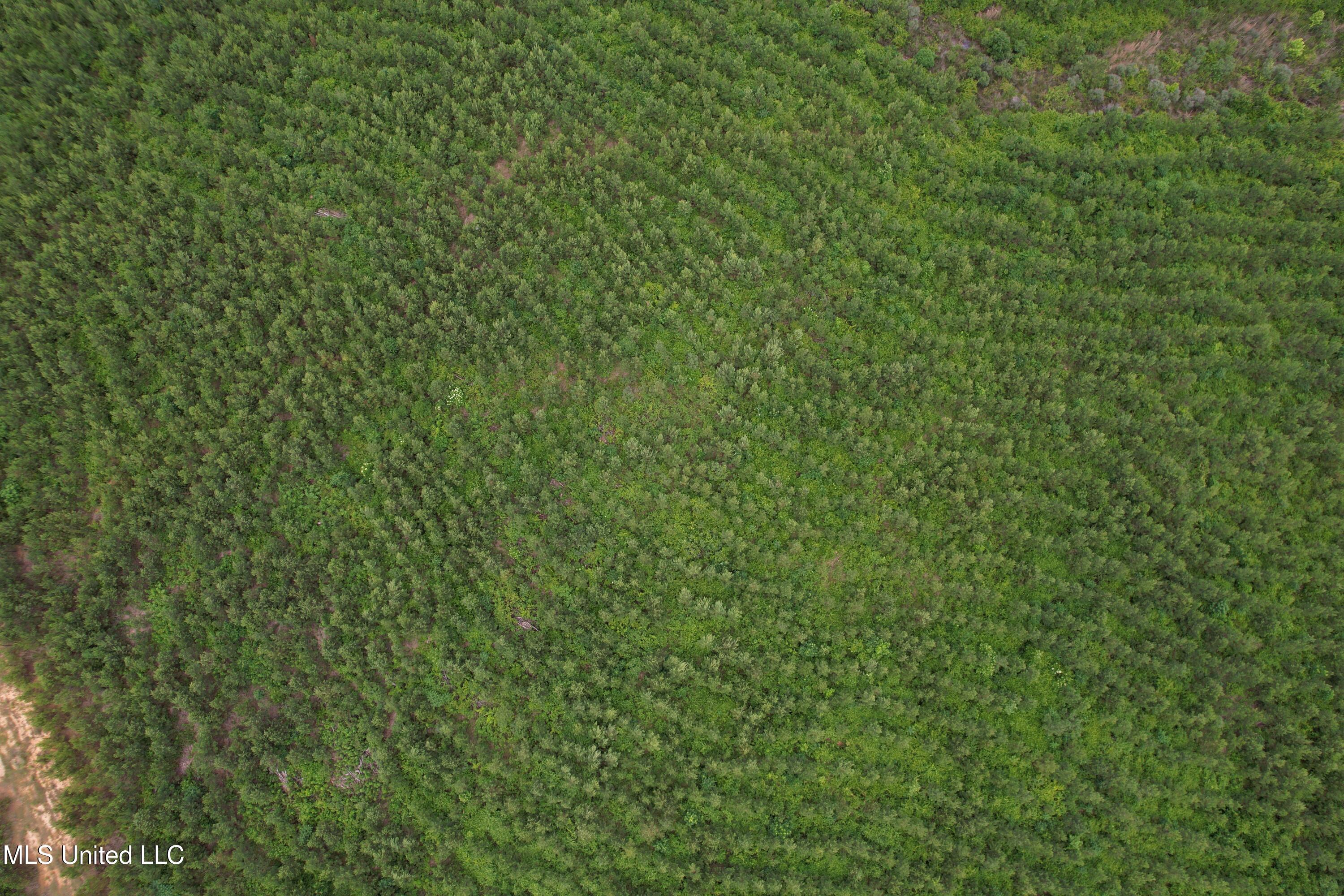 Dividing Ridge Road Gore Springs, MS 38929 - Photo 4 of 11 DJI_0740